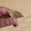 Citrine Money Toad | One Intuitively Chosen Money Toad